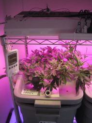 LED Cresterea Plantelor Canabis