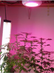 LED Cresterea Plantelor Canabis